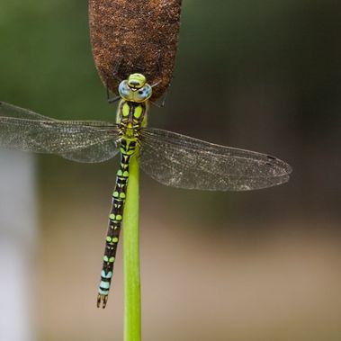 Ein Männchen der Blaugrünen Mosaikjungfer. Foto: Andreas Thomas Hein/ www.libellenwissen.de