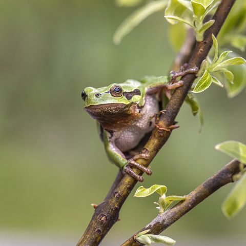 Laubfrosch hockt auf einem Ast