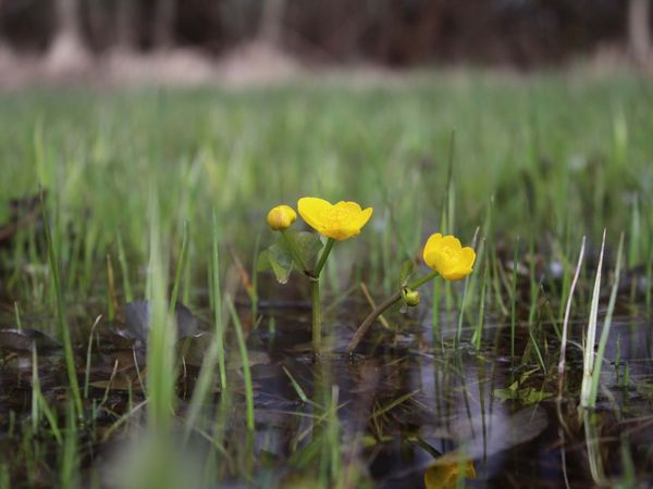 Gelbe Sumpfdotterblume steht in sumpfigem Untergrund