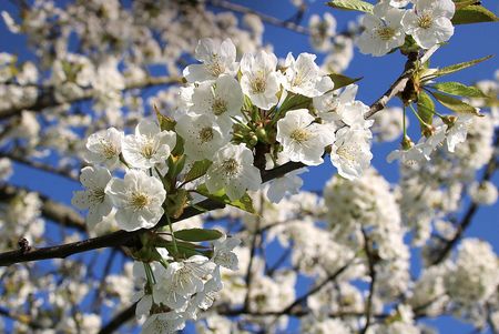 Weiß blühender Obstbaum 