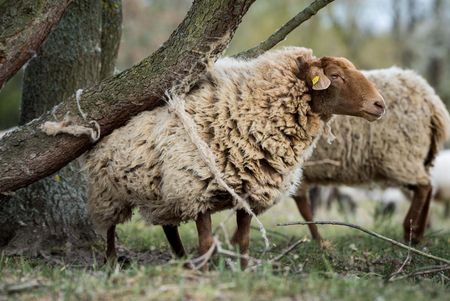 Ein dick bewolltes Schaf mit braunem Kopf steht under dem schräg wachsenden Stamm eines Baumes und schubbert sich an der Rinde. Dabei bleibt Wolle am Baum hängen.