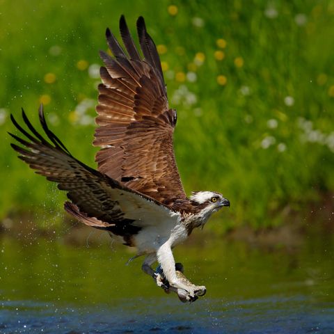 Fischadler auf Beutefang über dem Wasser mit weit geöffneten Flügeln