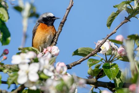 Cogel mit roter Brust sitzt auf einem blühenden Zweig