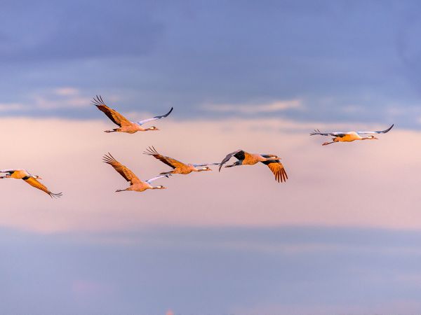 Kraniche fliegen über den Borcheltsbusch.