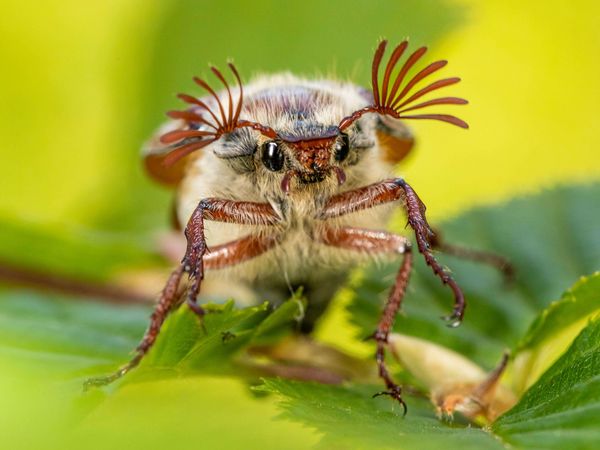 Maikäfer auf einem Blatt