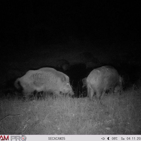 Wildschweine an der Wildtränke in Sielmanns Naturlandschaft Kyritz-Ruppiner Heide
