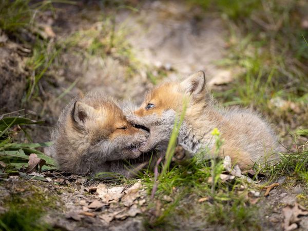 Junge Rotfüchse in Sielmanns Naturlandschaft Döberitzer Heide.