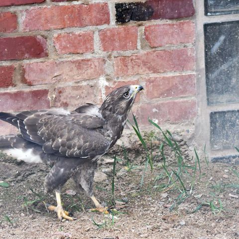 Greifvogel steht vor einer Wand in der Wildvogelhilfe Hilkerode 