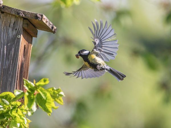 Eine Kohlmeise fliegt auf einen Nistkasten zu.