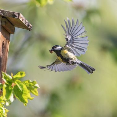 Eine Kohlmeise fliegt auf einen Nistkasten zu.