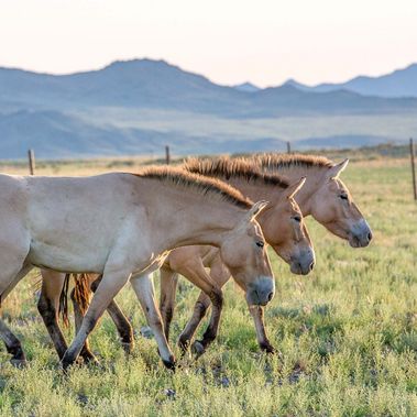 Drei Przewalski-Pferde im Gobi B Nationalpark.