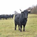 Welsh Black Rinder auf der Ökologischen Station Hildesheim