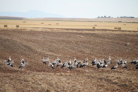 Weißstörche auf Feld 