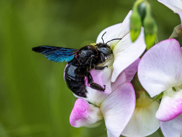 Große dunkel schimmernde Wildbiene an einer Blüte