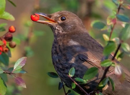 Eine Amsel sitzt in einer Hecke und hat eine rote Beere im Schnabel.