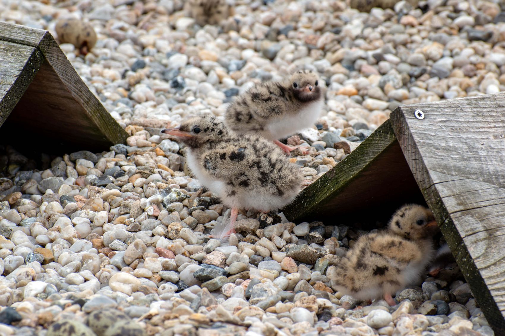 {nbase:fileProperty(propertyName: 'alternative', falId: {item})}