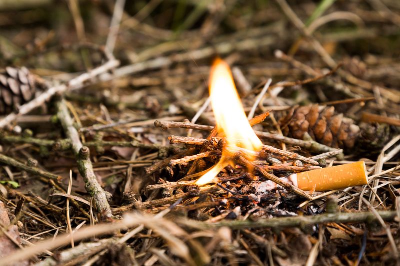Zigarettenkippe können Waldbrände auslösen