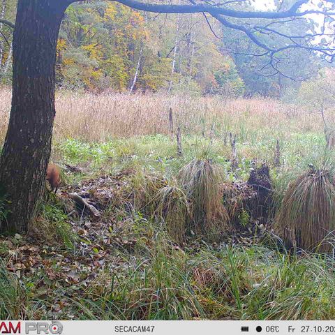 Eichhörnchen in Sielmanns Naturlandschaft Tangersdorfer Heide