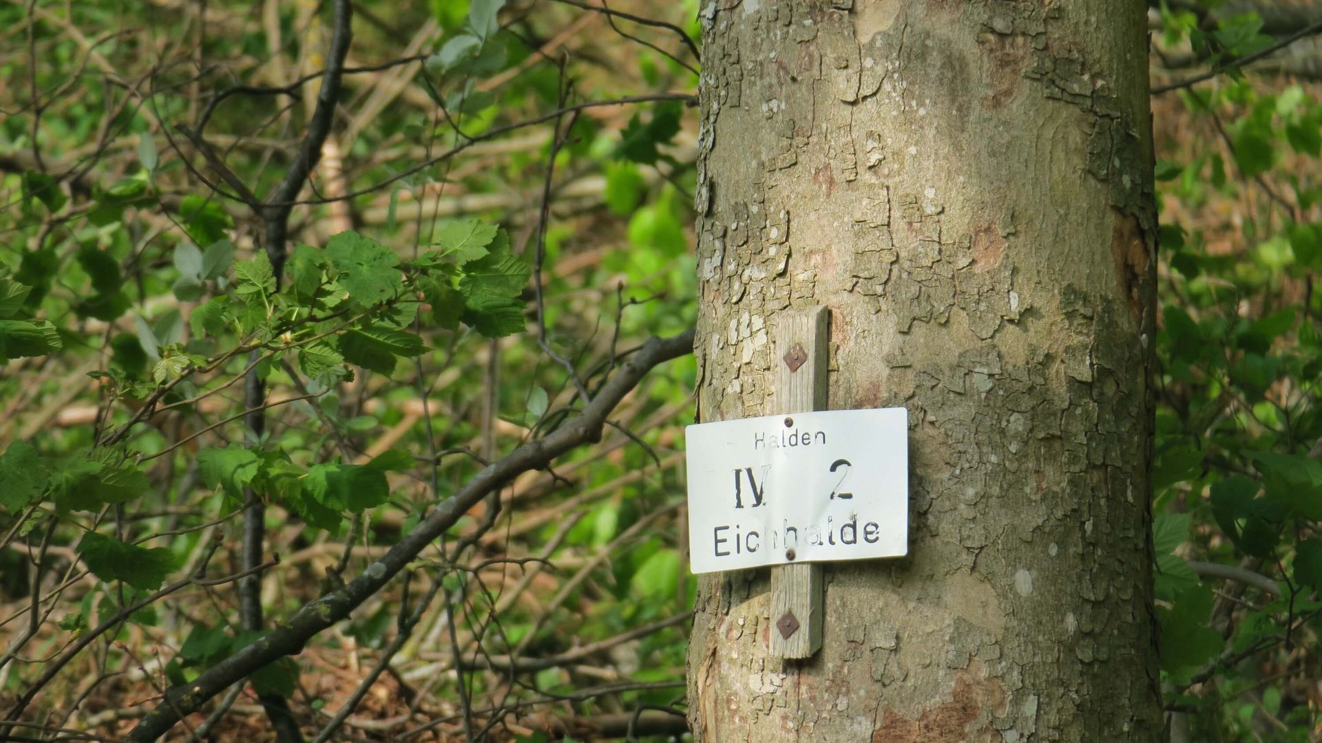 Schild am Baum im Waldbiotop Weißenstein