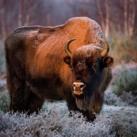 Wisent bei Morgenlicht mit 