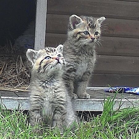 Wildkatzenkitten vor einer Holzwand