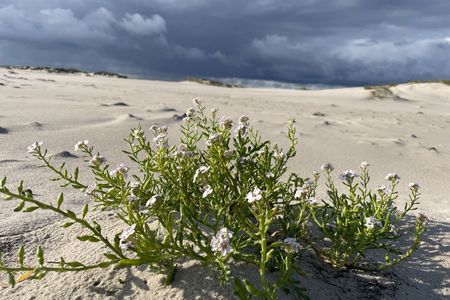 Europäischer Meersenf am Strand von Amrun