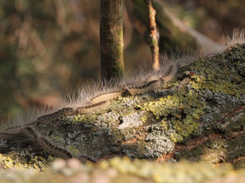 Raupen des Eichenprozessionsspinners krabbeln auf einem Baumstamm entlang