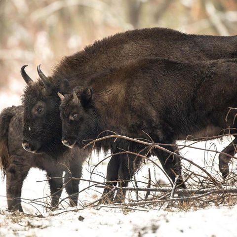 Wisentkuh und Kalb stapfen Seite an Seite durch eine verschneite Landschaft