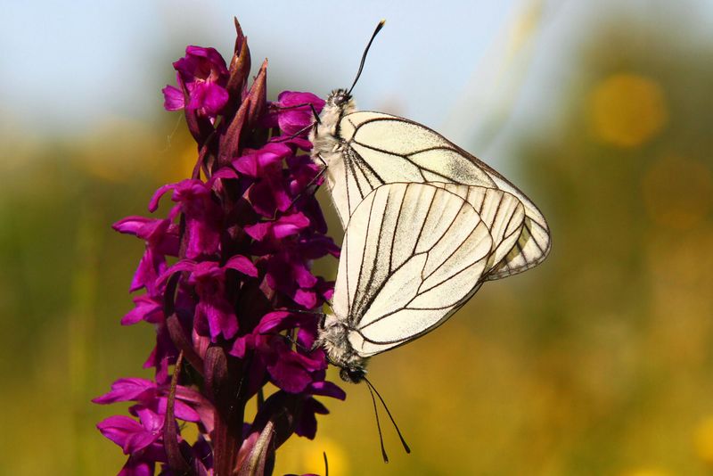 Zwei weiße Falter auf violetter Blüte