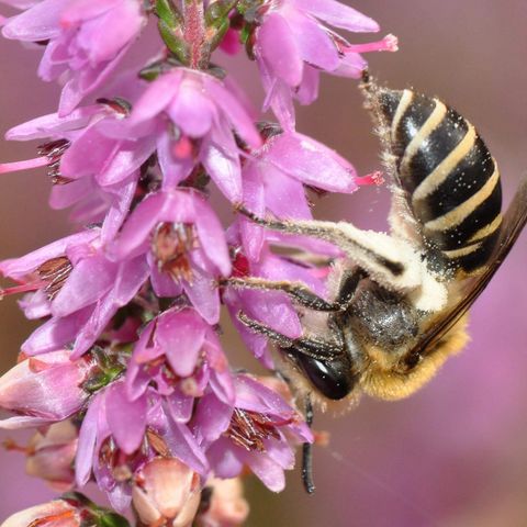 Eine Heidekraut-Seidenbiene sammelt kopfüber Pollen an den Blüten der Besenheide.