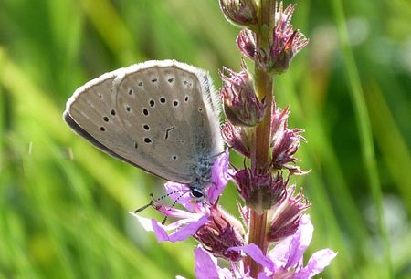 Schmetterling auf Blüte