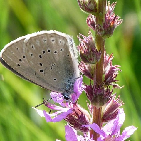 Schmetterling auf Blüte