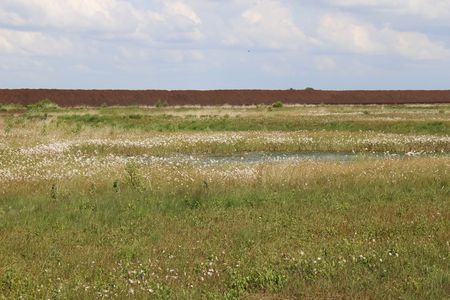 Moorlandschaft