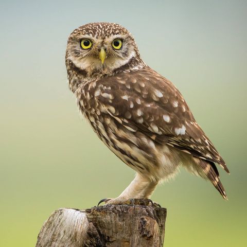 Ein Steinkauz hockt auf einem Holzpfahl.