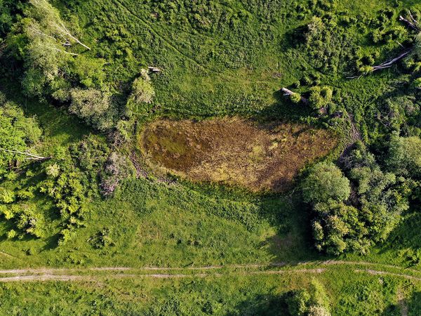 Das Kleingewässer im Naturschutzgebiet Ferbitzer Bruch verlandet und trocknen zunehmend aus, daher ist es braun.
