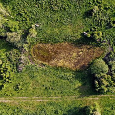 Das Kleingewässer im Naturschutzgebiet Ferbitzer Bruch verlandet und trocknen zunehmend aus, daher ist es braun.