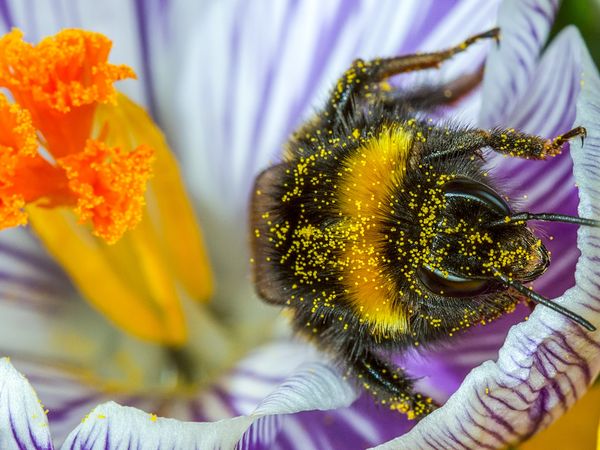 Hummel in einer Blüte, mit Pollen bedeckt