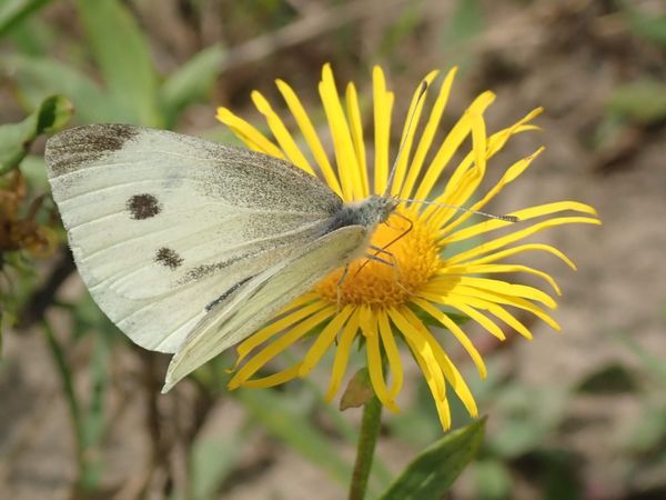 Kleiner Kohlweisling auf gelber Blüte