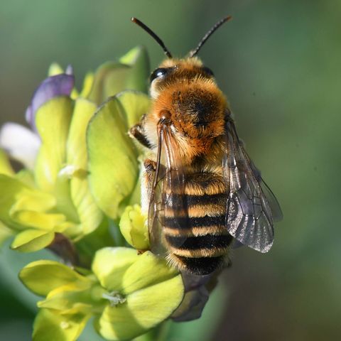 Wildbiene auf gelber Blühte