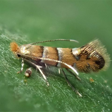 Phyllonorycter klemannella Motte