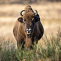 Ein Wisent steht in einer herbstlichen Landschaft mit braunem Gras und dürren Ginsterbüschen, es blickt frontal in die Kamera.