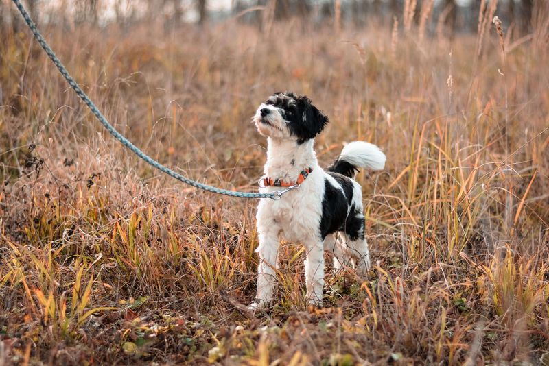 Hund an der Hundeleine in einer Herbstlandschaft