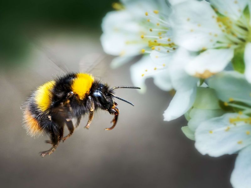 Hummel im Anflug auf Obstblüte