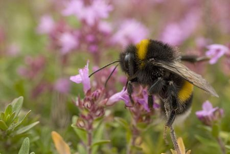 Hummel sitzt auf rosa Blüte