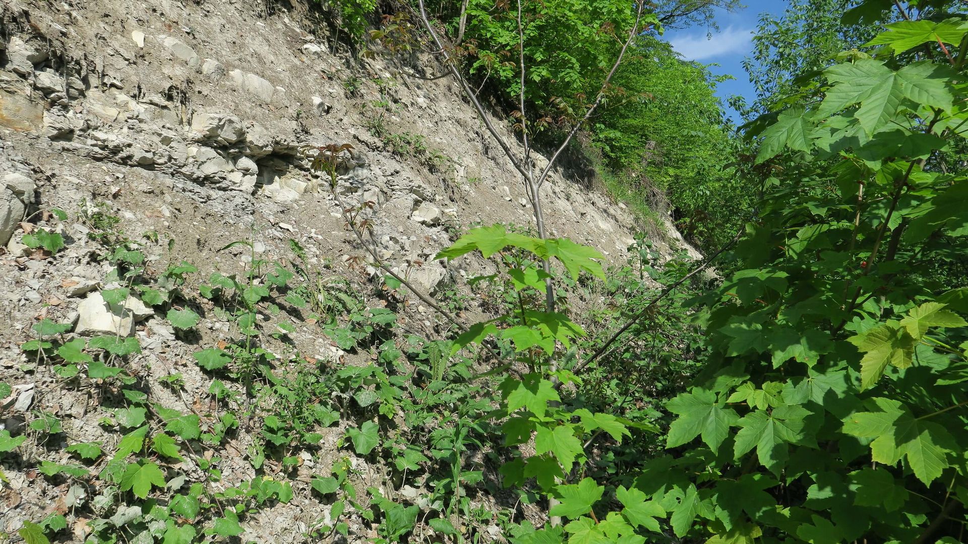 Steinkante im Waldbiotop Weißenstein
