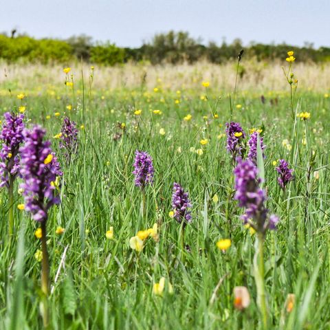 Auf einer Wiese in einem Feuchtgebiet stehen mehrere lilafarbene Orchideen mit hohen dichten Blütentrauben. Außerdem leuchten die Blüten des Hahnenfußes sonnig gelb. Im Hintergrund wird die Wiese von Schilf und Wald begrenzt.