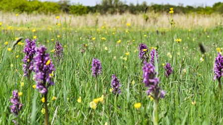 Auf einer Wiese in einem Feuchtgebiet stehen mehrere lilafarbene Orchideen mit hohen dichten Blütentrauben. Außerdem leuchten die Blüten des Hahnenfußes sonnig gelb. Im Hintergrund wird die Wiese von Schilf und Wald begrenzt.