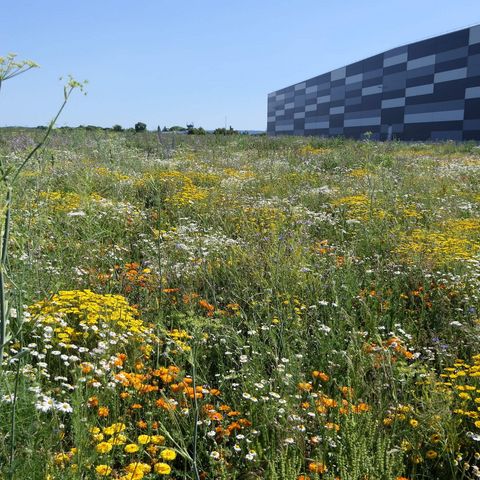 Sommerliche Blühfläche vor einem Logistikzentrum