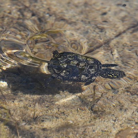 Kleine Sumpfschildkröte schwimmt im Wasser