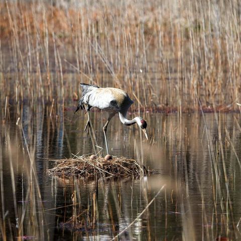 Kranich über seinem Gelege, umgeben von Wasser und Schilf